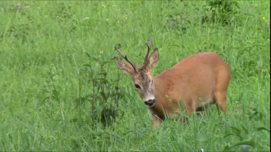 Jednooký po suboji !!!