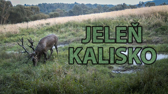 Paradny jelen na kalisku