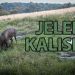 Paradny jelen na kalisku