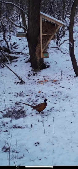 Bažanty pri krmelci.