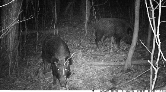 Diviačica s mladými (2)