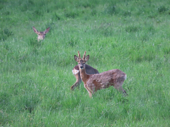 Jelenia a srncia zver