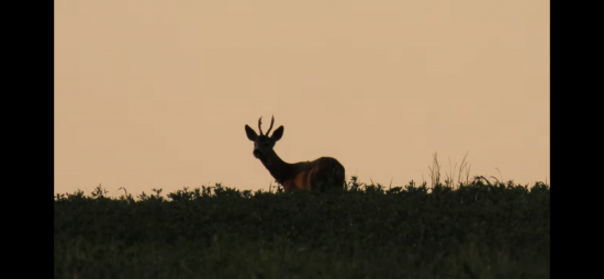 Srnci po západe slnka