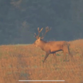 Jelenia zver počas ruje