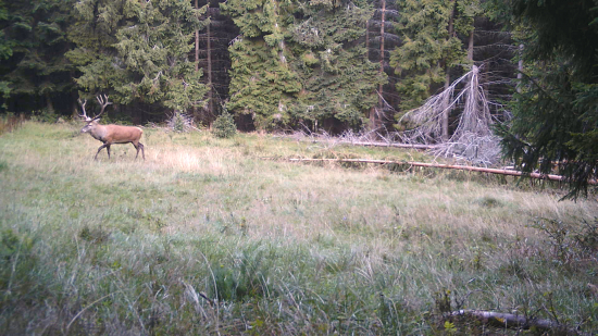 Ruja na horskej lúčke