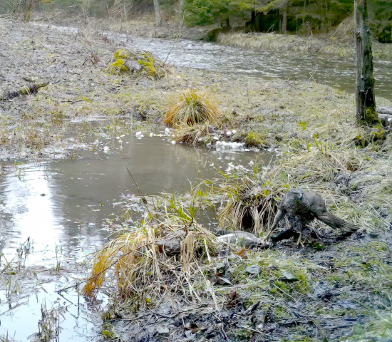 Jastrab ulovil káčera