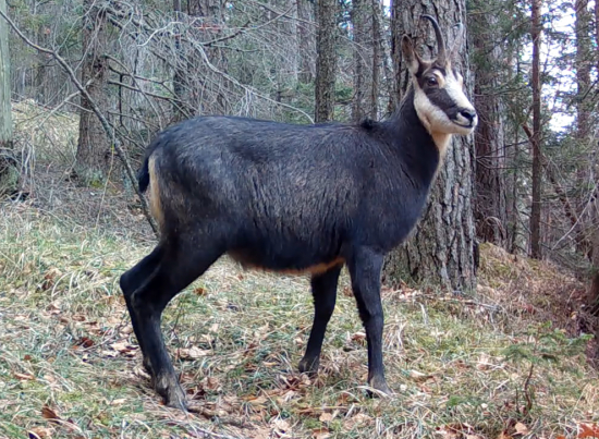 Kamzíky na jarnej paši