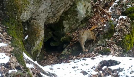 Mačka divá pri jazvečom brlohu