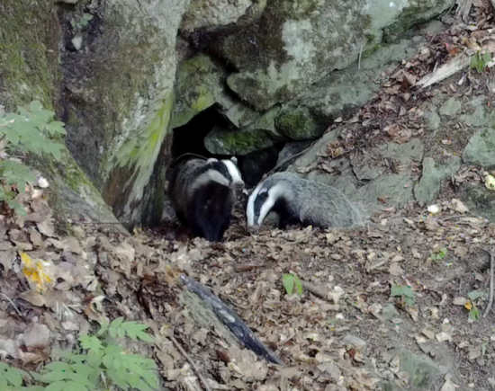 Jazvece začiatkom leta