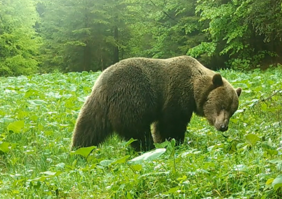 Veľký medvedí samec v ruji