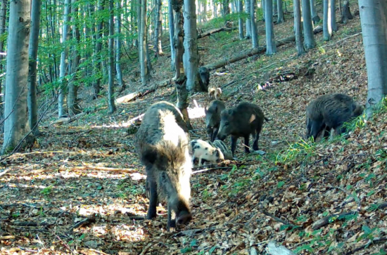 Diviaky na lesnom chodníku