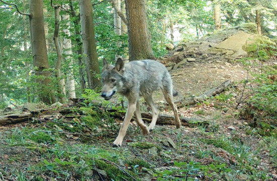 Vlk na vychádzke