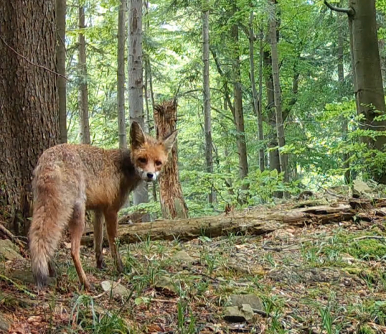 Leto na lesnom hrebeni