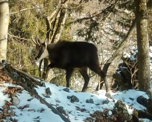 Kamzíky počas zimy