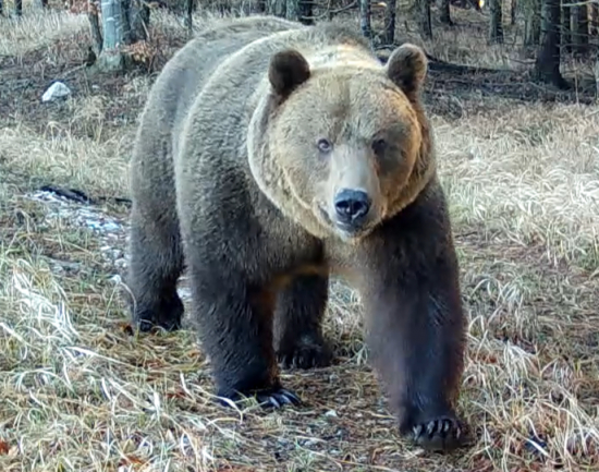 Obdobie medveďov začína