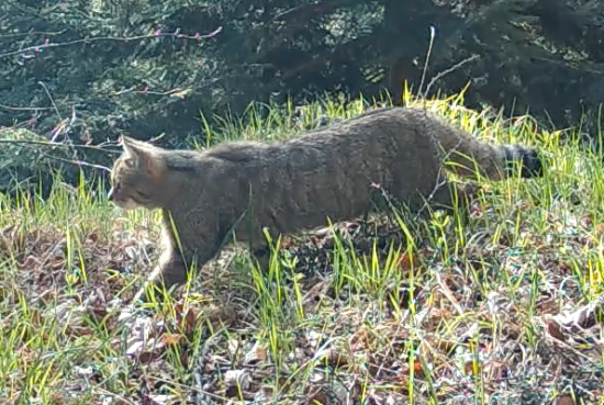 Mačka divá v jarnom lese