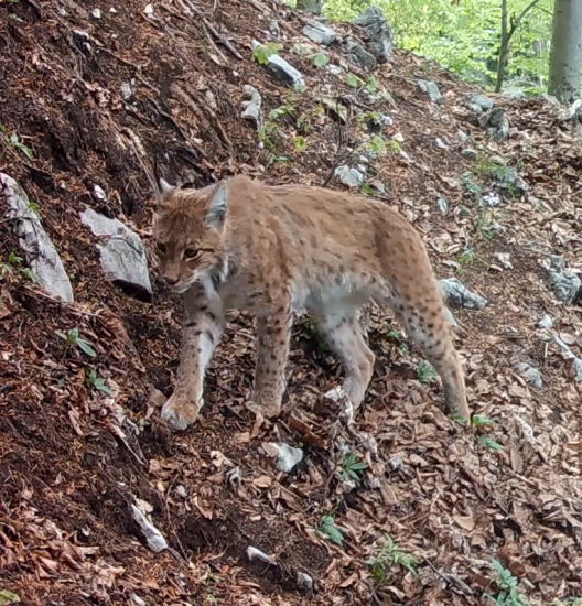 Rys na skalnatom hrebeni
