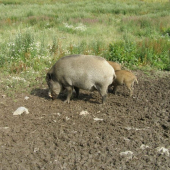 černá na vnadišti - 2