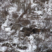 Černá.