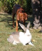 Maxík trénuje vystavovanie králika