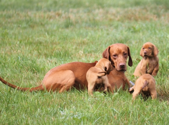 návšteva Miniho šteniatok