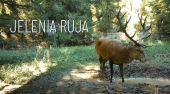 Jelenia ruja 2024