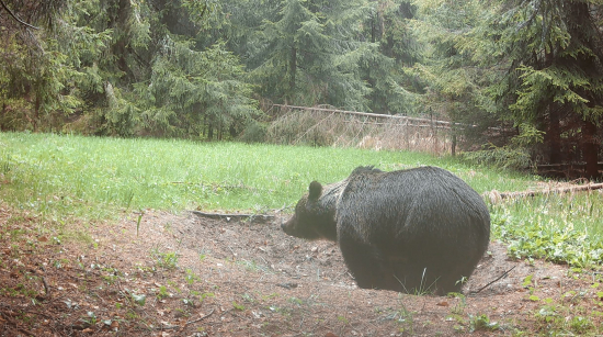 Nová návšteva | Statný medveď