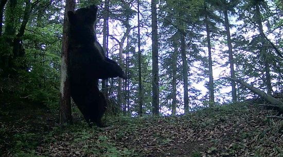 Párik pri medveďom strome