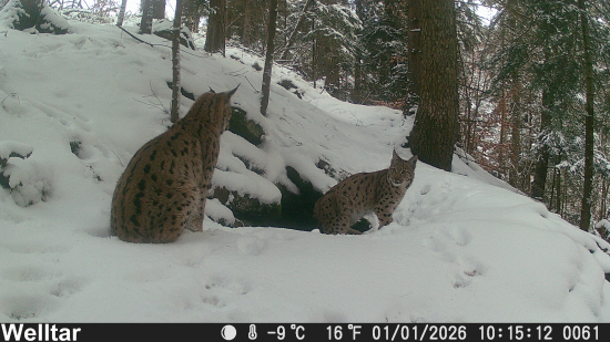 Rysy pri jazvečom brlohu