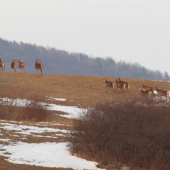 Jelenia črieda na konci zimy
