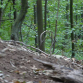 Karpatak