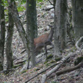 Ruja