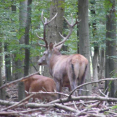 Jelenia ruja 2013