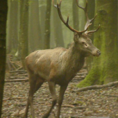 Jelenia ruja 2014