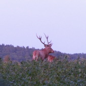 jelene 2011