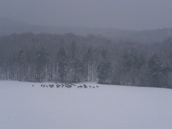 50-60 kusová črieda jeleňov