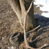 50-60 kusová črieda jeleňov