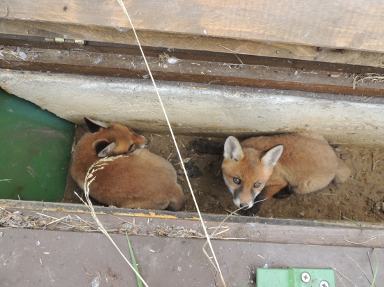 Líščatá v umelej nore