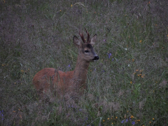 Srnček z pod posedu