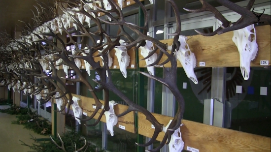 Chovateľská prehliadka OPK Zlaté Moravce  2014/2015