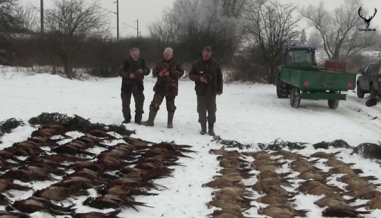 Spoločná poľovačka na Bažanty PZ Lyska Beša 2017