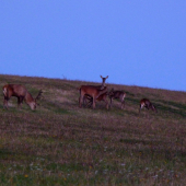 Jelenia ruja 2013