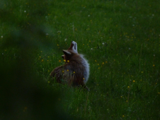 Krátke okamihy v lese