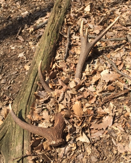 najdenie jelenieho zhodu