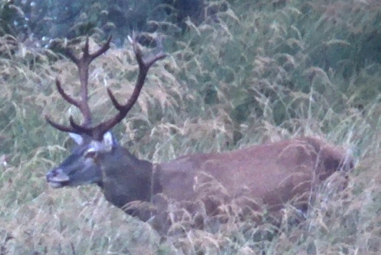 Jelenia zver zaciatkom ruje