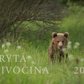 SKRYTÁ DIVOČINA 2020