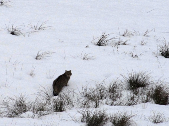 Ukážka úspešného vábenia na dlani a turbomyškovačkou