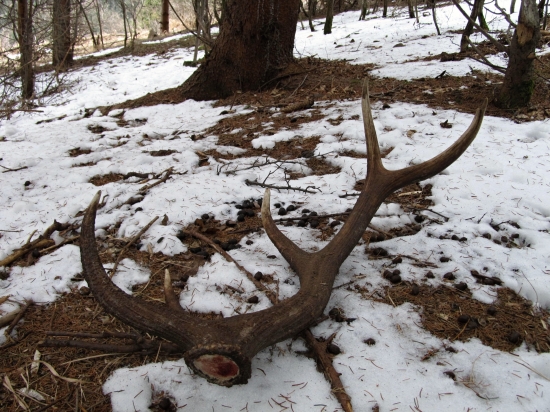 Kúsok zhodárskej jari 2013.