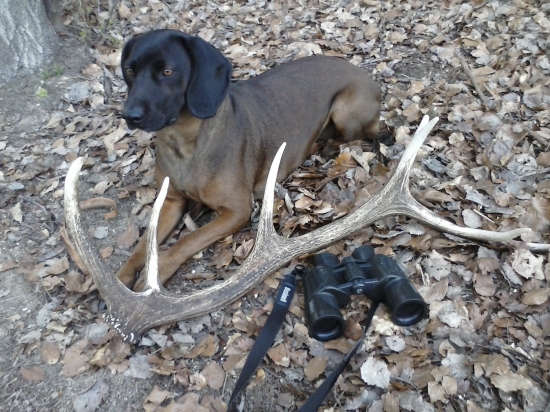 keď sa sučka vydarí