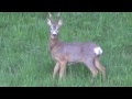 Krátke video no o to krajší srnec